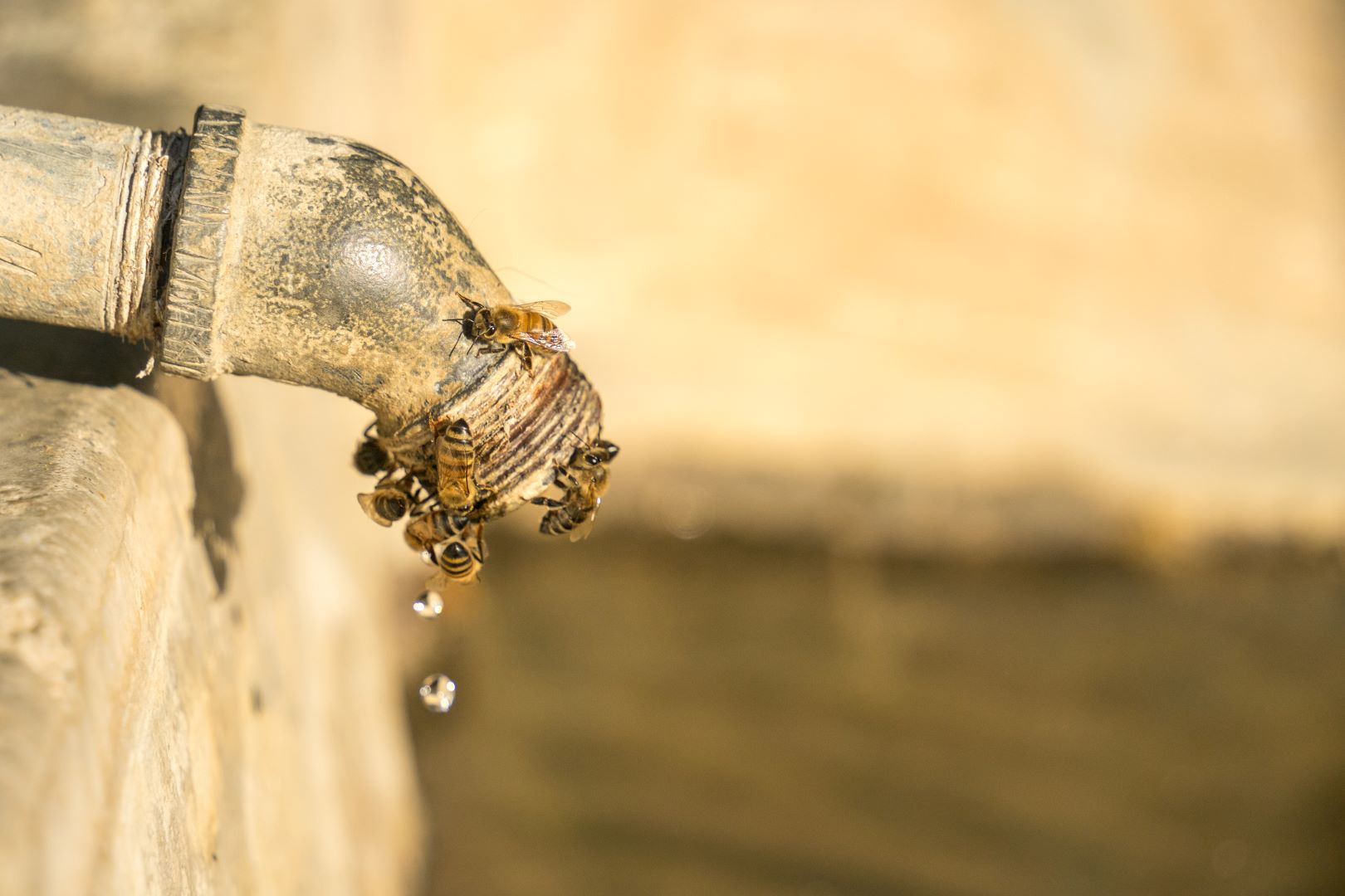 Bees find some water